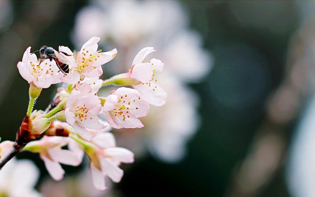 Sakura Communication